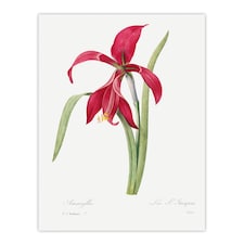 Amaryllis Flower Floral Redoute Vintage Wall Art Poster Print 12X16"