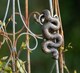 image 4 of Antique Bronze Coloured Boa Constrictor Pot Buddy Plant Pot Hanger | Bronze