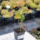 image 4 of Marshalls Garden Physocarpus 'Magic Ball' - 3 x 9cm Potted Shrubs