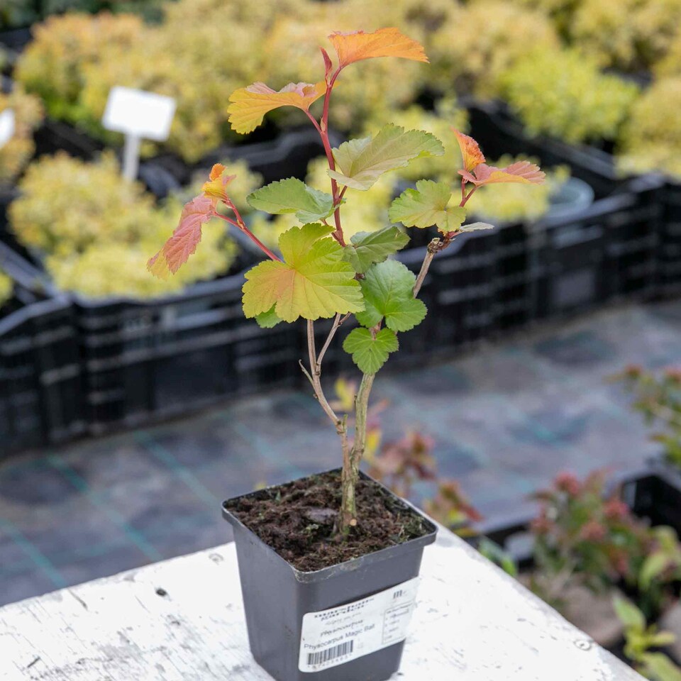 image 1 of Marshalls Garden Physocarpus 'Magic Ball' - 3 x 9cm Potted Shrubs