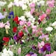 image 4 of Carbeth Plants Lathyrus Latifolius Mixed 3 x 9cm Pot - Perennial Sweet Pea Plants - Climbing Hardy Perennial