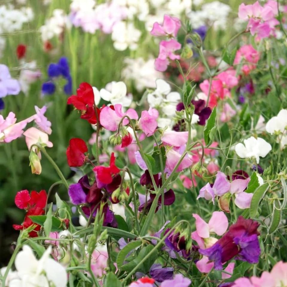 image 1 of Carbeth Plants Lathyrus Latifolius Mixed 3 x 9cm Pot - Perennial Sweet Pea Plants - Climbing Hardy Perennial
