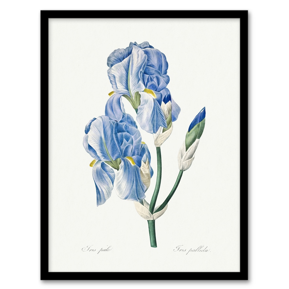 image 1 of Iris Pallida Botanical Redoute Vintage Framed Wall Art Print 12X16"