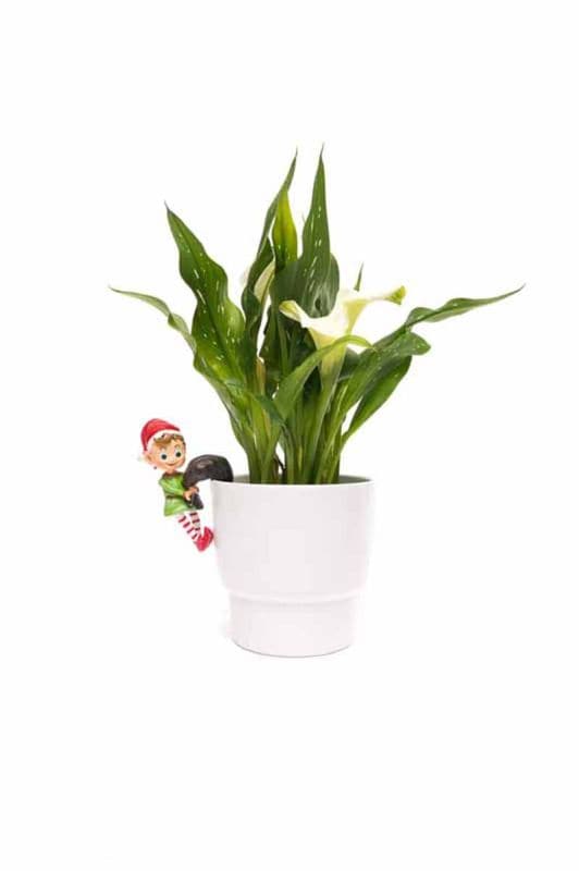 Jardinopia Full Colour Naughty Elf Pot Buddy - L11.5 x W7 x H5 cm