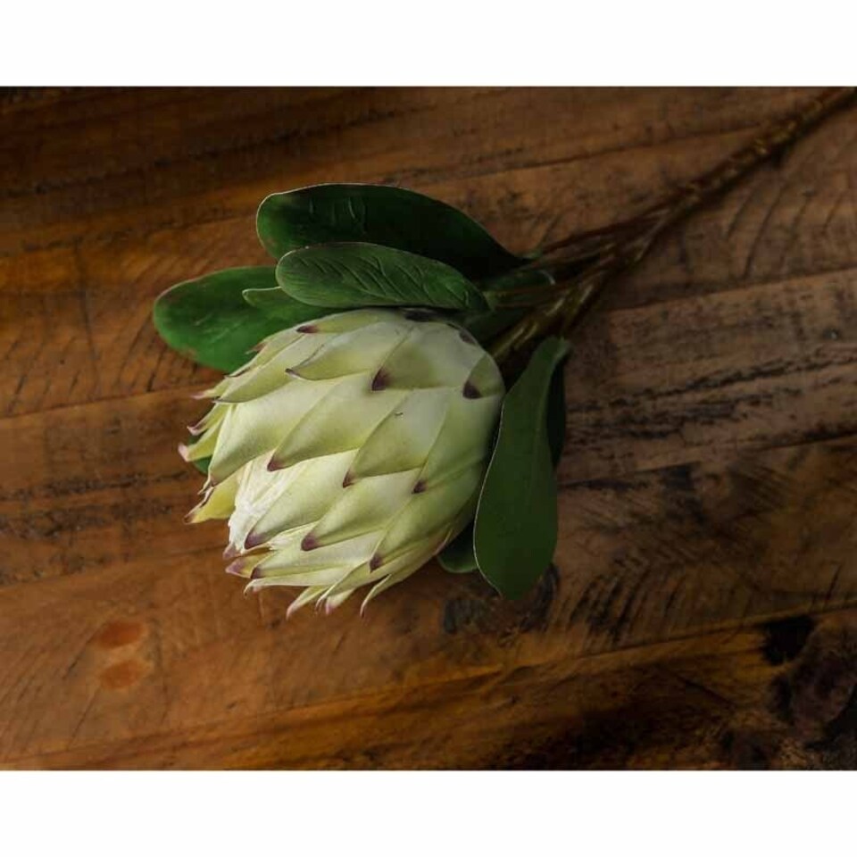 image 1 of Large Protea Artificial Plant - Plastic - L21 x W21 x H73 cm - White