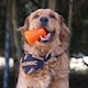 image 4 of BIONIC Treat Shaker Dog Toy 3 Sizes Multi | Size?: Large