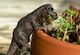 image 1 of Tyranasaurus Rex Plant Pot Hanger | Bronze
