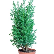 Chamaecyparis lawsoniana Ellwoodii 1 Litre Potted Plant x 1