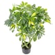 image 2 of 70cm Artificial Twisted Stem Modern Arboricola Artificial Plant Bonsai Bush Botanik