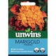 image 2 of Marshalls Garden Marigold Seeds Firebird - Fiery Mix for Pots & Borders 75 seeds