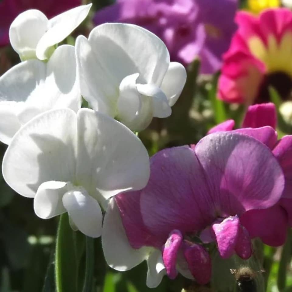 image 1 of Carbeth Plants Lathyrus Latifolius Mixed 3 x 9cm Pot - Perennial Sweet Pea Plants - Climbing Hardy Perennial