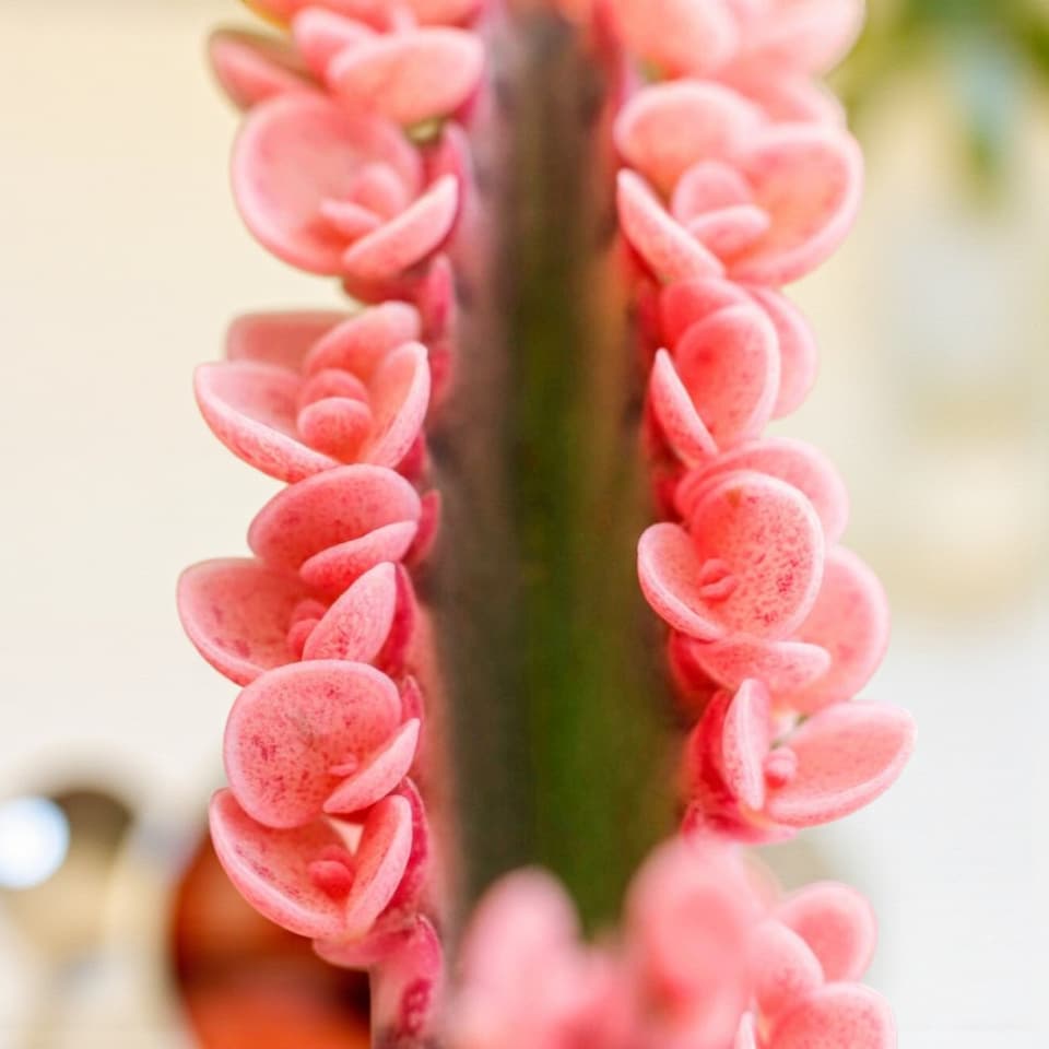image 1 of 3 x Kalanchoe Pink Butterfly Succulent Indoor Plant in 8.5cm Pot - Rare Mother of Thousands Low Maintenance Decorative Houseplant