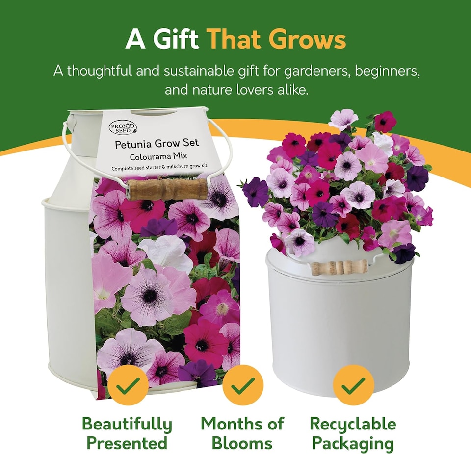 image 1 of Pronto Seed Petunia Grow Your Own Kit with Decorative Milk Churn Planter - Colourama Mix - Garden Gift for Beginners | Multi | Pink and purple flowering mix | Petunia Milkchurn | 1