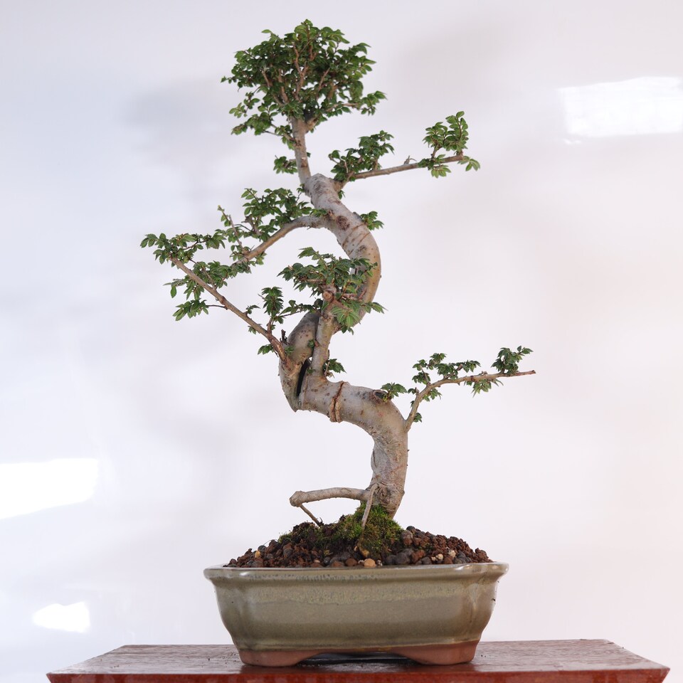 image 1 of Yorkshire Bonsai Chinese Elm (Ulmus Parvifolia) Bonsai Tree Shaped In 18cm Pot Great Gift