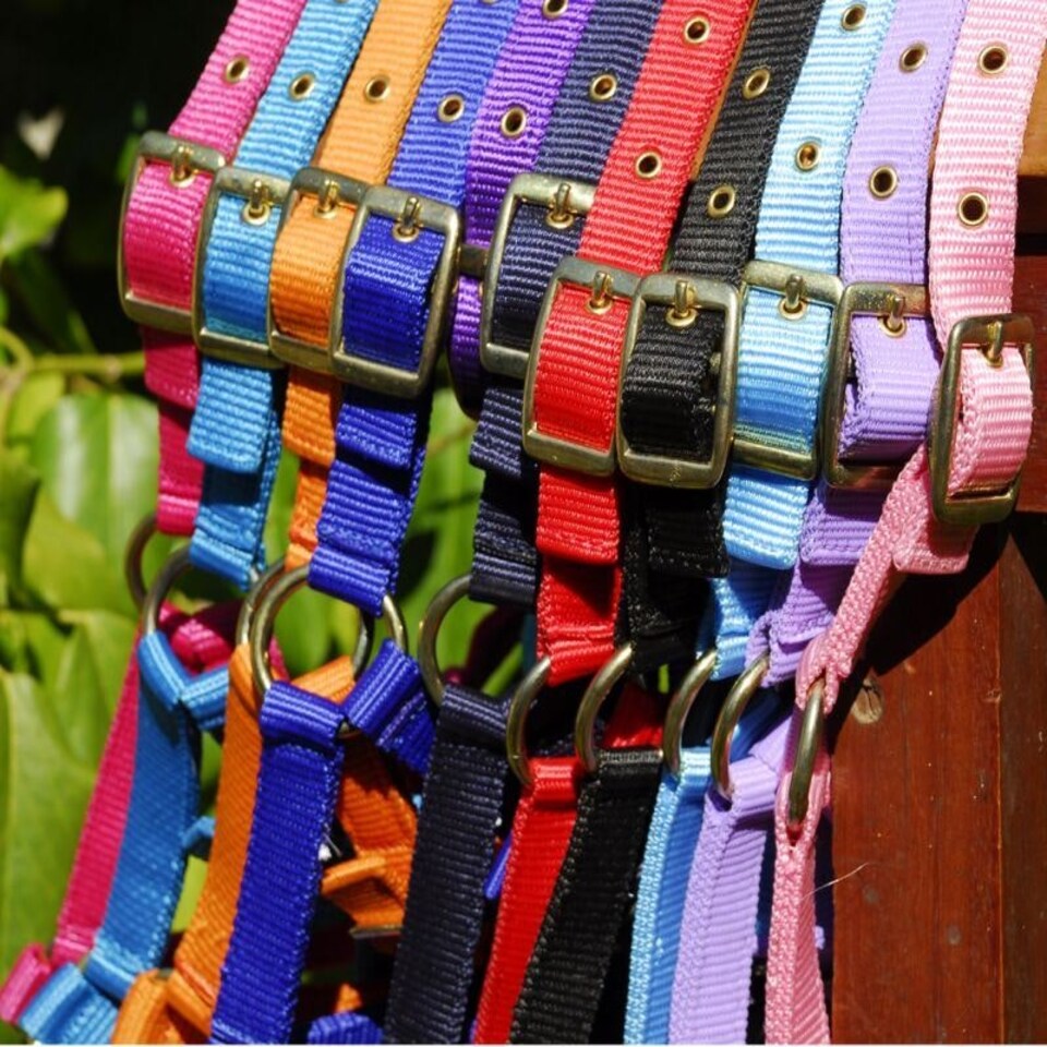 image 1 of Rhinegold Nylon Foal Headcollar Green | Size: One Size
Colour: Turquoise