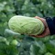 image 1 of Marshalls Garden Cabbage Seeds 'Felicity' F1 (20 Seeds) | Green | Green