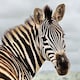 image 4 of Amazing 3D Effect Holographic Greeting Card Up Close Zebra