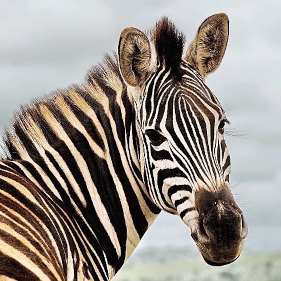 image 1 of Amazing 3D Effect Holographic Greeting Card Up Close Zebra
