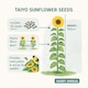 image 2 of Fothergills Premium Sunflower Seeds - Taiyo