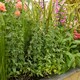 image 3 of Oregano 'Origanum vulgare' - hardy perennial herb, 1 Litre