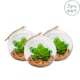 image 1 of Nicola Spring Hanging Glass Terrariums - 12cm - Clear