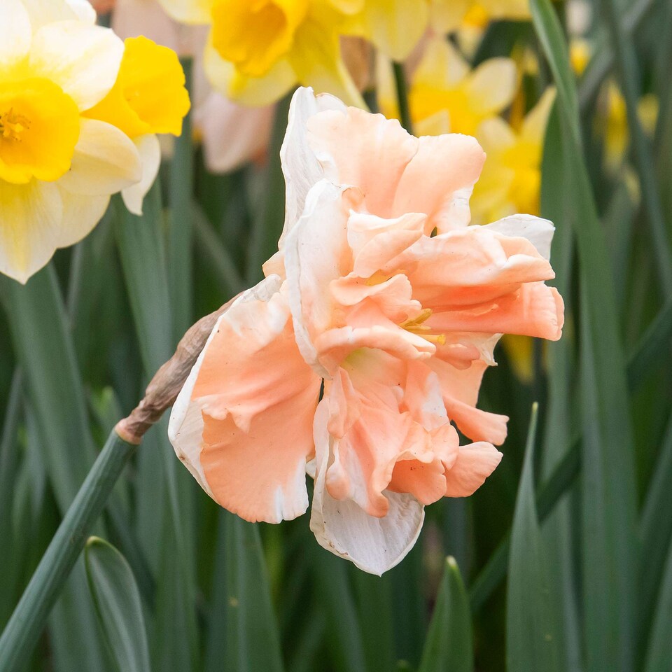 image 1 of Marshalls Garden Daffodil Bulbs Apricot Whirl - 10 Bulbs