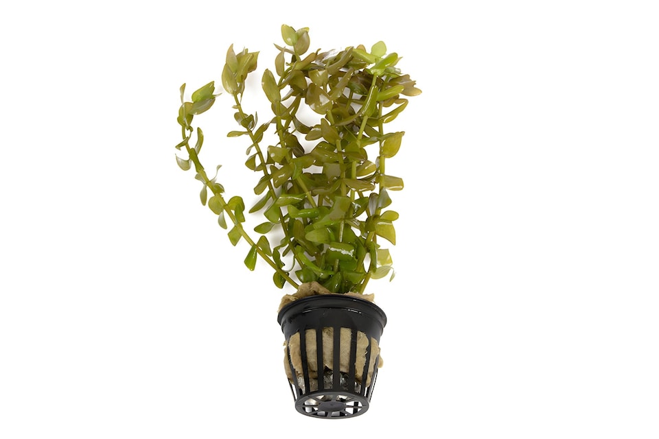 image 1 of Lemon Bacopa (Bacopa caroliniana) - Live Aquarium Plant for Midground Planting, Low Light, No CO2 Needed - Fish Tank Plant