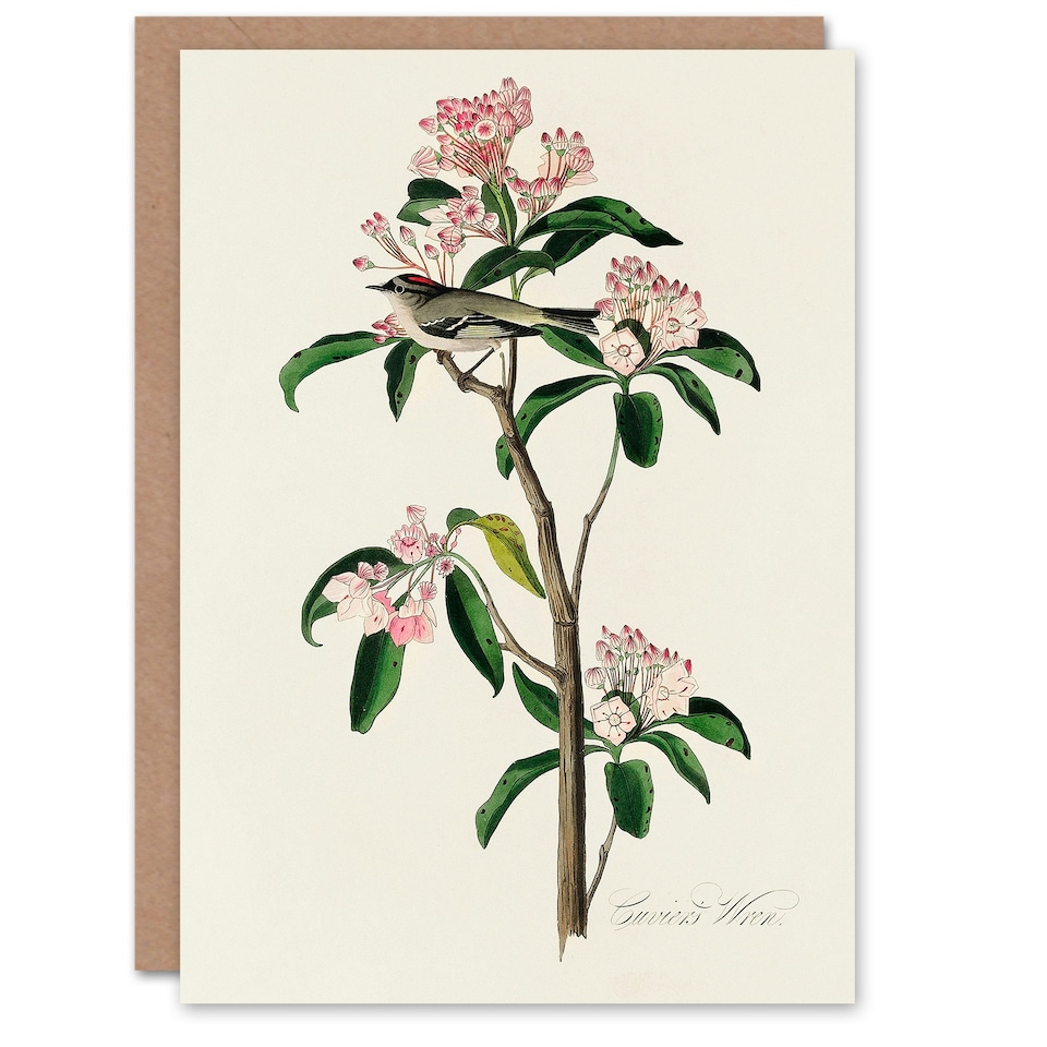 image 1 of John James Audubon Art Card Cuviers Kinglet Bird and Mountain Laurel