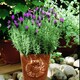 image 3 of Lavender Stoechas Papillon 1 Litre Potted Plant x 1