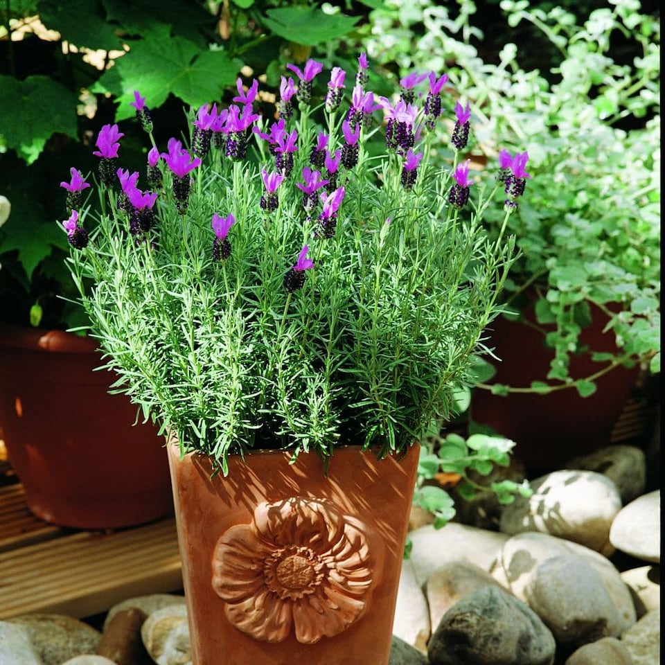 image 1 of Lavender Stoechas Papillon 1 Litre Potted Plant x 1