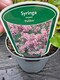 image 3 of 2 Mixed Extra Large Syringa Dwarf Lilac Shrubs in 3 Litre Pots By Direct Plants