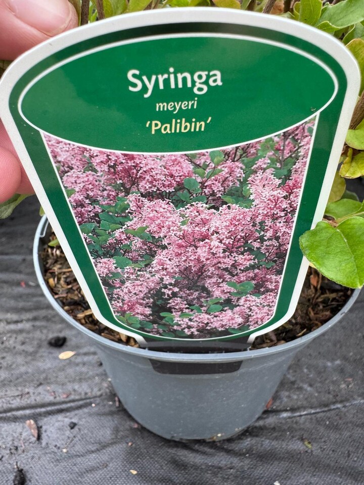 image 1 of 2 Mixed Extra Large Syringa Dwarf Lilac Shrubs in 3 Litre Pots By Direct Plants