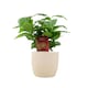 image 2 of Coffee Arabica Indoor Plant 12cm Pot | Multi