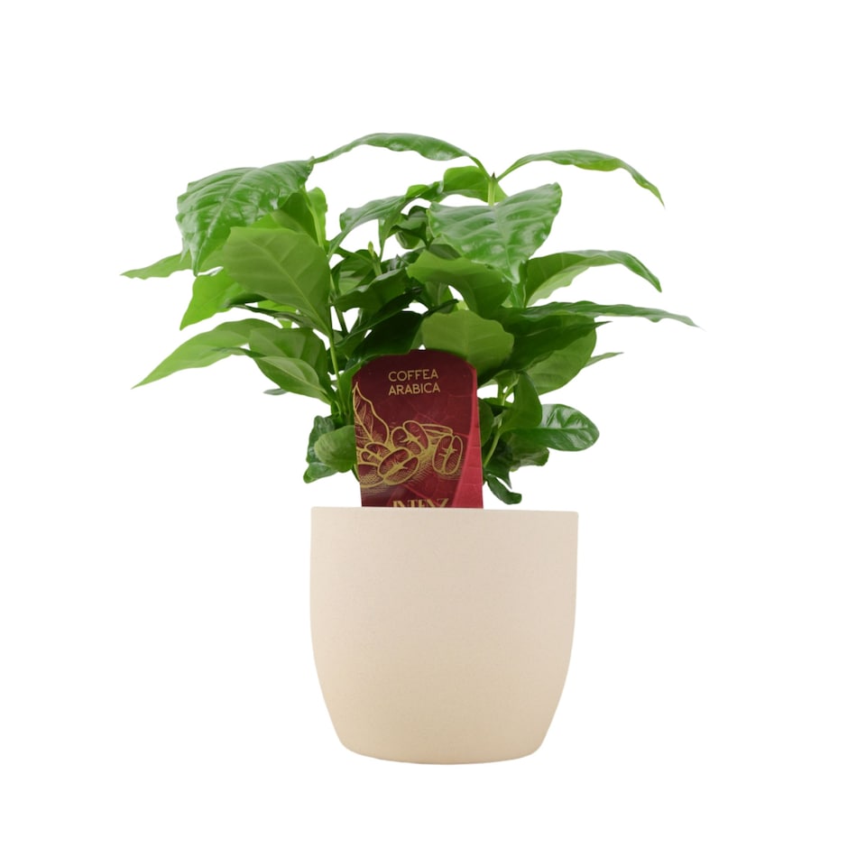 image 1 of Coffee Arabica Indoor Plant 12cm Pot | Multi