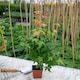 image 2 of Marshalls Garden Acer palmatum (Japanese Maple) - Deciduous ornamental tree 6m x 5m | Purple | Orange, red or yellow | 3L Plants