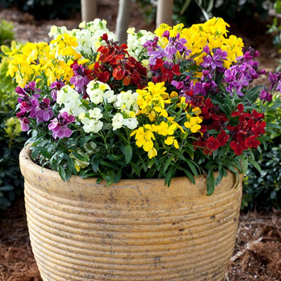 image 1 of Wallflower Sugar Rush 10 garden ready plants