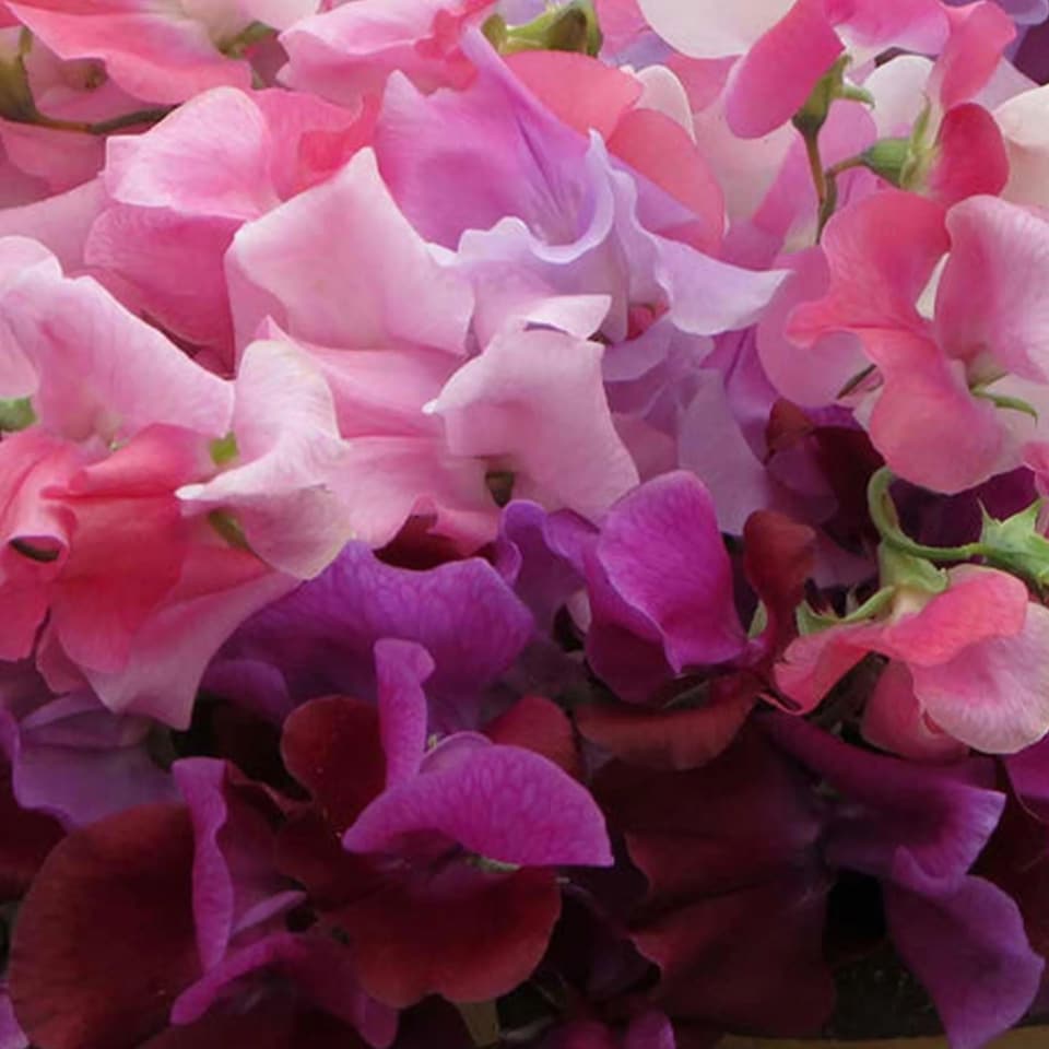 image 1 of Sweet Pea Bubble Gum Mix | Multi | Mixed | Flower Seeds | 1