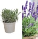 image 2 of Carbeth Plants English Lavender Herb Plant in  14cm Pot - Upright, Bushy Purple Lavender for Indoor & Outdoor Growing