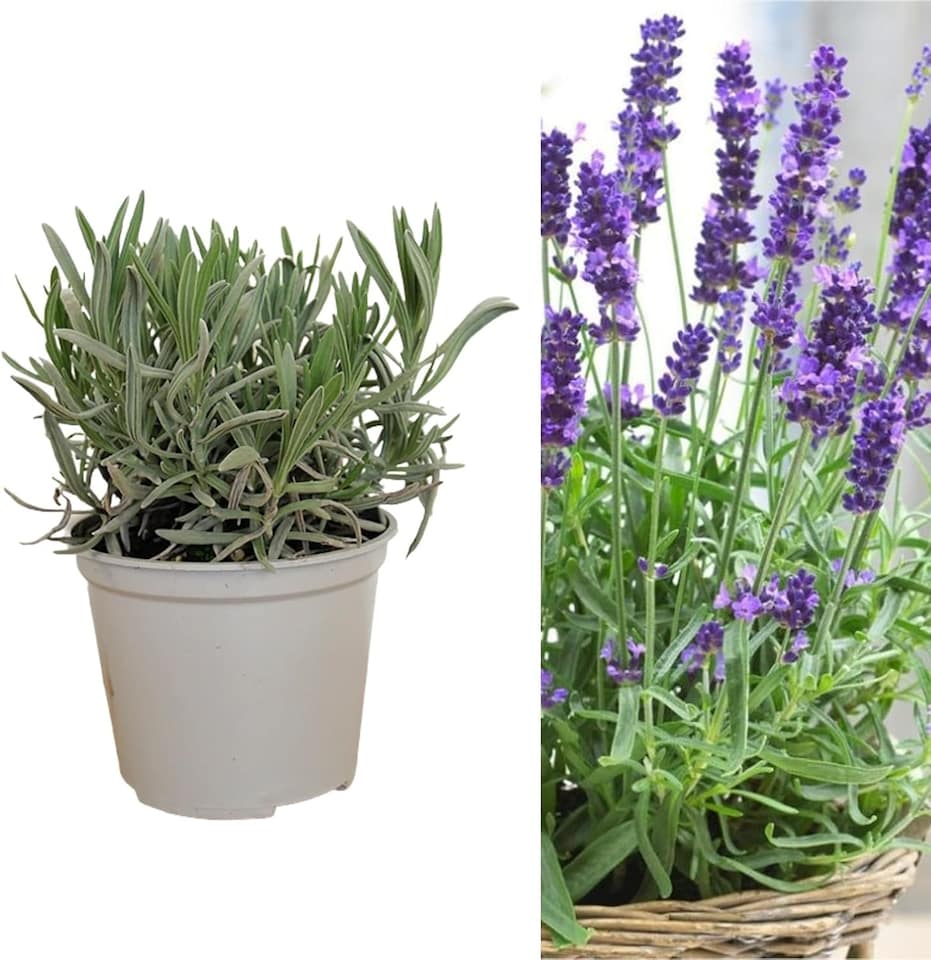 image 1 of Carbeth Plants English Lavender Herb Plant in  14cm Pot - Upright, Bushy Purple Lavender for Indoor & Outdoor Growing