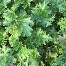 Carbeth Plants Heuchera Apple Crisp Plant in 3L Pot - Hardy Perennial with Colourful Foliage