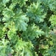 image 1 of Carbeth Plants Heuchera Apple Crisp Plant in 3L Pot - Hardy Perennial with Colourful Foliage