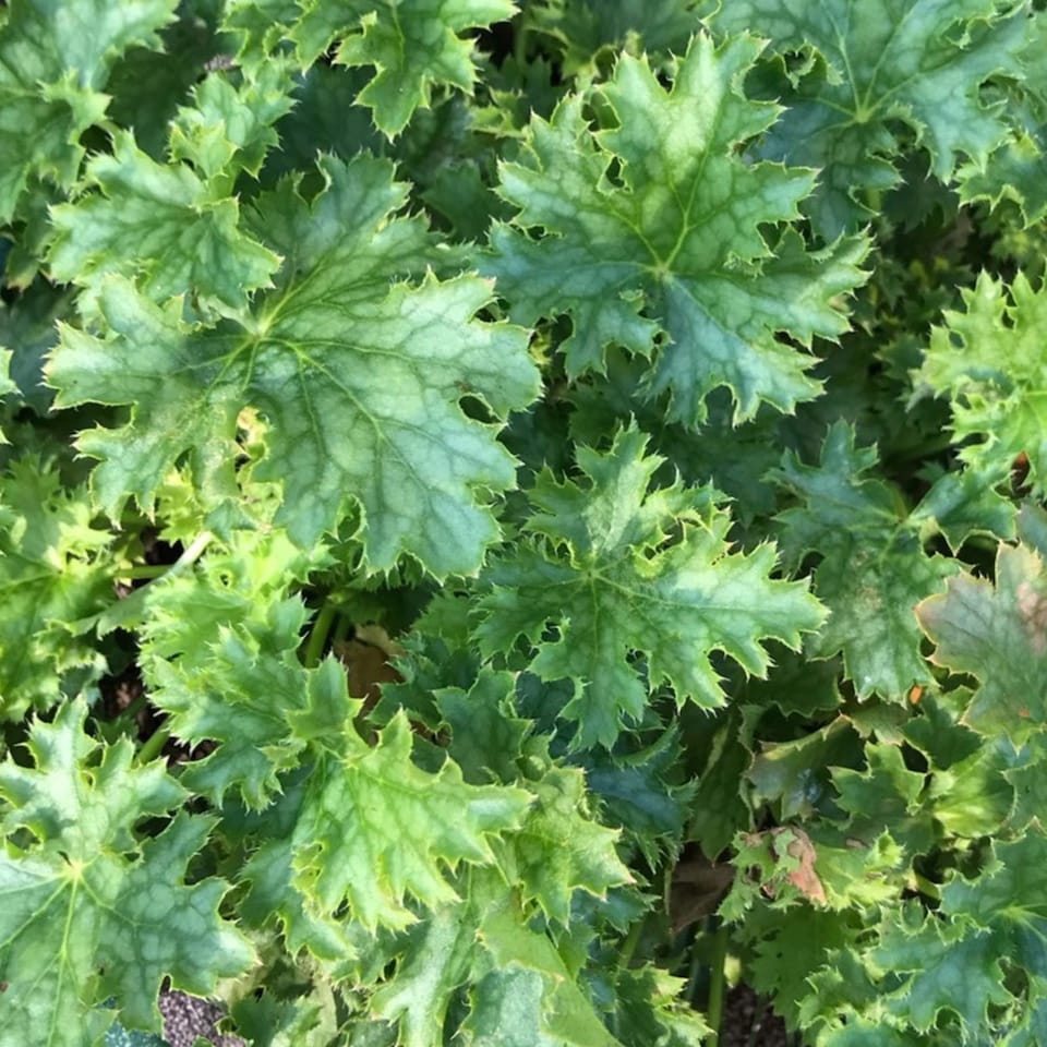 image 1 of Carbeth Plants Heuchera Apple Crisp Plant in 3L Pot - Hardy Perennial with Colourful Foliage