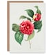 image 1 of Pierre-Joseph Redouté Art Card Camelia Vintage Floral Illustration