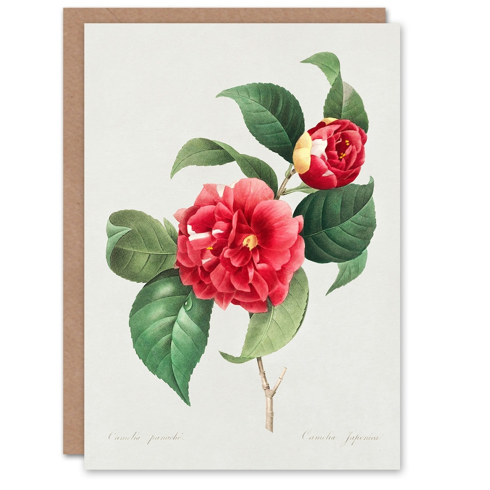image 1 of Pierre-Joseph Redouté Art Card Camelia Vintage Floral Illustration