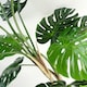 image 4 of 150cm (5ft) Luxury Monstera Plant Black Pot Silver Metal Planter