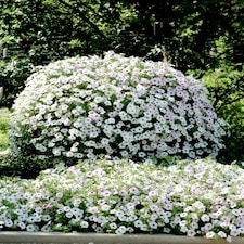 Petunia Tidal Wave Silver Vigorous Bloom Bedding Plant for Gardens & Baskets. 1x Seed Packet.
