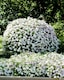 image 1 of Petunia Tidal Wave Silver Vigorous Bloom Bedding Plant for Gardens & Baskets. 1x Seed Packet.