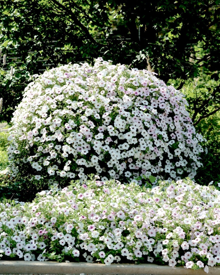 image 1 of Petunia Tidal Wave Silver Vigorous Bloom Bedding Plant for Gardens & Baskets. 1x Seed Packet.