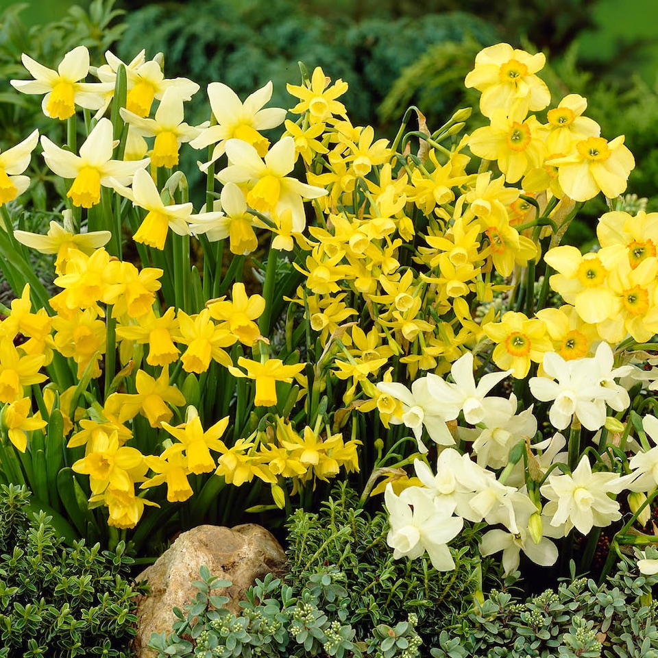 image 1 of YouGarden Mini Mixed Daffodil Bulbs, 100 Spring Flowering Bulbs, Plant for Spring Flowering Bulb