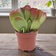image 2 of 1 x Kalanchoe Oricula in 8.5cm Pot - Easy Care Indoor Houseplant